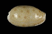 藏品(腰斑寶螺)的圖片